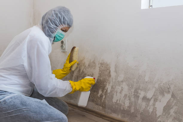 Best Mold Odor Removal Services  in Toledo, IA