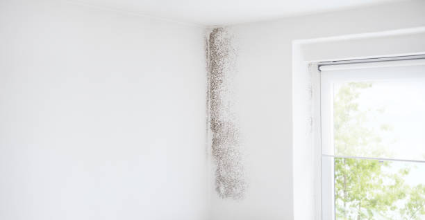 Mold Remediation for Vacation Homes in Toledo, IA