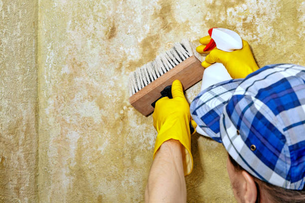 Best HVAC Mold Inspection and Cleaning  in Toledo, IA