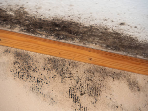 Best Basement Mold Removal  in Toledo, IA