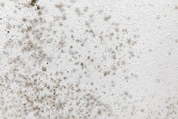Best Environmental Consulting for Mold Prevention  in Toledo, IA