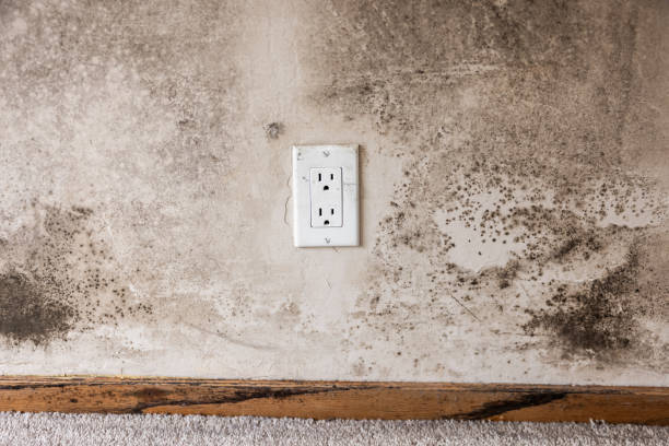 Toledo, IA Mold Removal Company