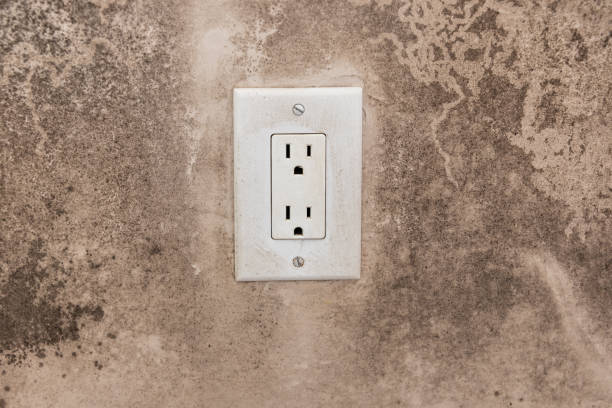  Toledo, IA Mold Removal Pros