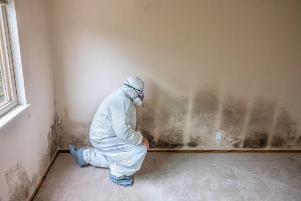 Best Attic Mold Removal  in Toledo, IA