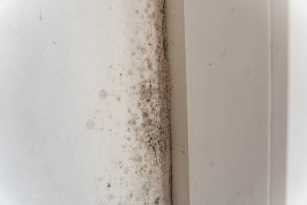 Best Post-Construction Mold Inspection  in Toledo, IA
